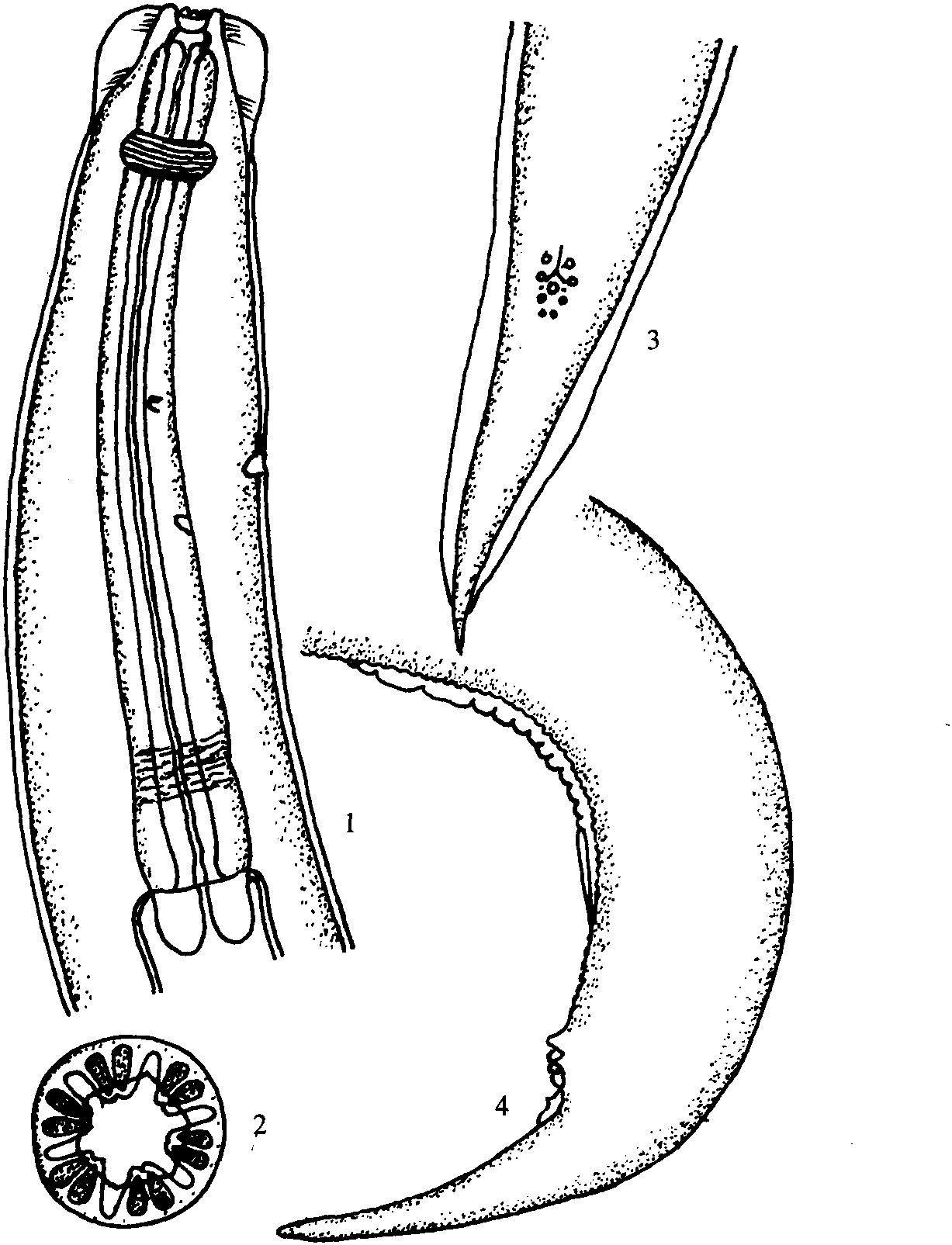 泡状唇口线虫